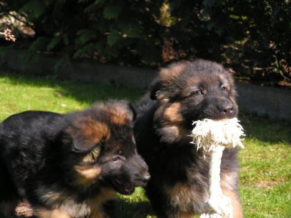 Deutsche Schäferhundwelpen langhaar