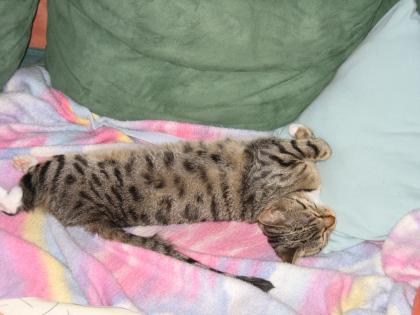 Suche Deckkater Raum Regensburg Schwandorf Amberg
