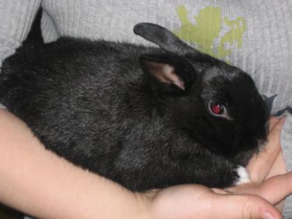 Zwerghasenbabys abzugeben