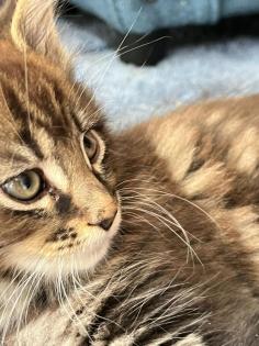 Maine Coon Kitten mit Schmuseabitur und Papieren