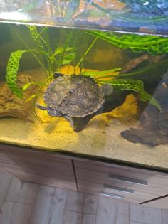 2 Mississippi höckerschildkröte Zubehör