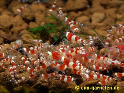 Biete Red Bee Grade A K4