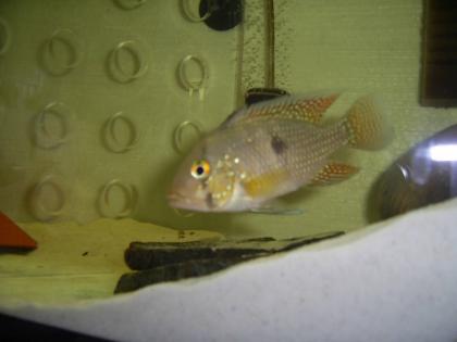 Geophagus Brasiliensis NZ