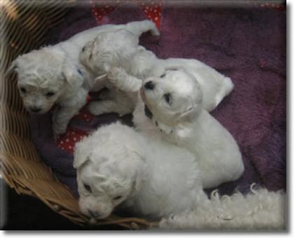 Hurra unsere Bichon frise Welpen sind geboren