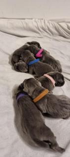 Labrador Welpen