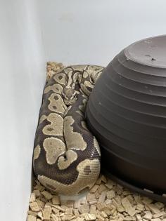 2 Königspythons mit voller Ausstattung
