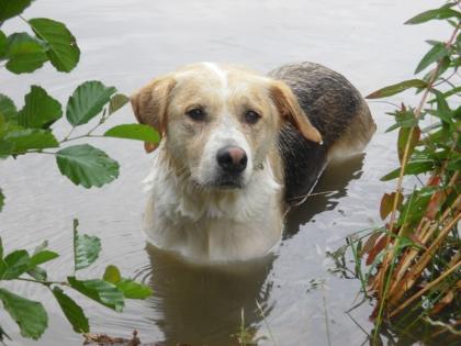 Großes treudoofes Trennungs-Hundekind 5J sucht liebevolles neues Zuhause