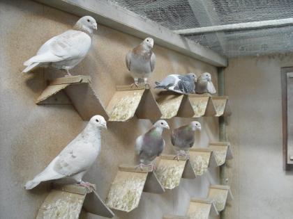 Standardtauben wegen Platzmangel abzugeben