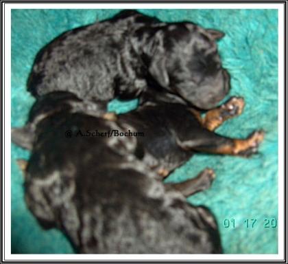 Unsere Zwerg/Kleinpudelrüdenwelpen black-tan sind da