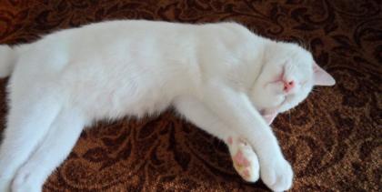 10 Monate jungen Kater zu verkaufen kastriert mehrmals entwurmt geimpft