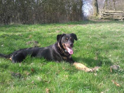 Toller Familienhund sucht sportliche Familie
