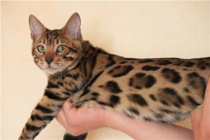 Bengalkatzen Bengalkatze