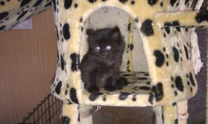 5 Maine Coon Kitten