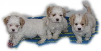 Wir dürfen ausziehen - Cocker Shih Tzu - unter 30 cm