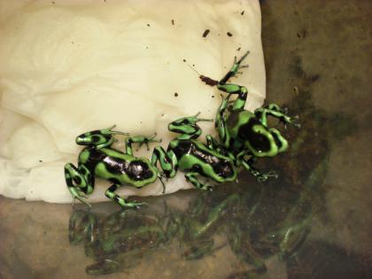 Pfeilgiftfrösche Dendrobates auratus Goldbaumsteiger deutsche NZ 2022