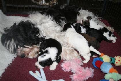 Reinrassig Tibet Terrier Welpen