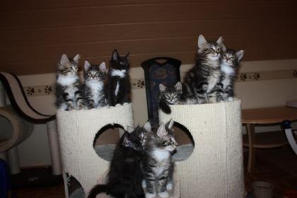 5 wunderschöne Kitten
