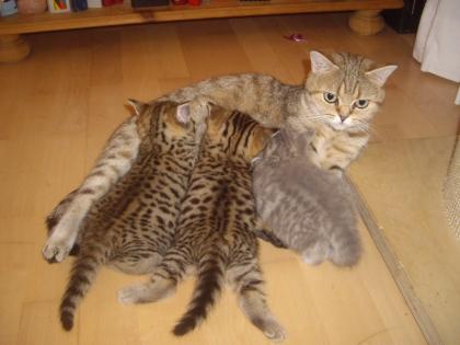 British Kurzhaar Whiskas Kitten Lilac Golden spotted