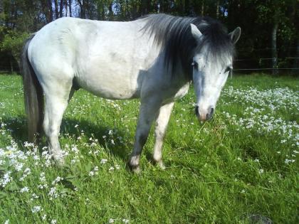 Rodney sucht eine Reitbeteiligung