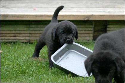 Süßer Labrador Mix Welpen