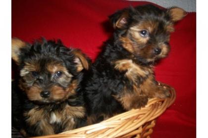 Yorkshire Terrier 9 Wochen 250 - Euro mit Ahnentafel geimpft und mehrfach ent