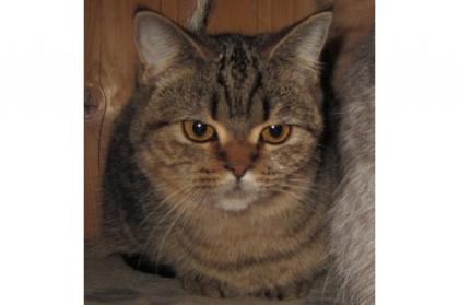 Glatthaarige Selkirk Rex TYP BKH
