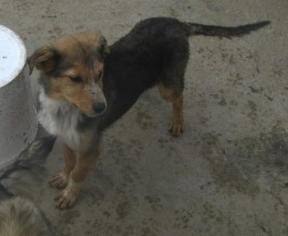 Der kleine Tobi wurde ca. im September 2022 in Serres geboren.