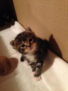Katzenkinder suchen ein liebevolles neues Zuhause
