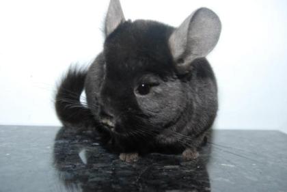 Chinchilla DT. Nachzucht