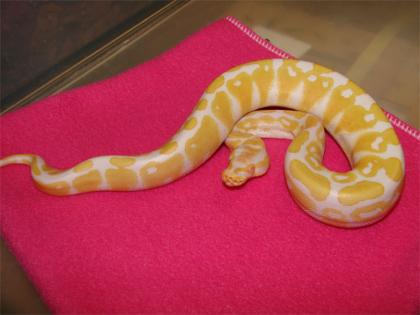 Verkaufe meine Albino KönigsPython Regius
