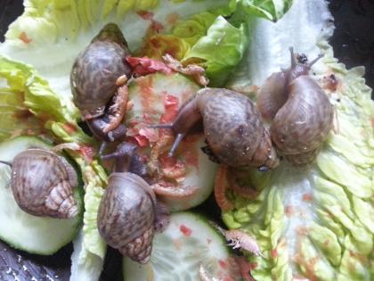 Achatschnecken Nachzuchten von Achatina fulica und A. immaculata