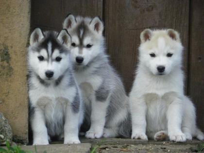 Reinrassige Siberian Husky Welpen mit VDH / DCNH Papieren