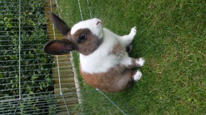 Snoopy 8 mon. geimpft u. kastriert sucht dringend ein neues zu Hause