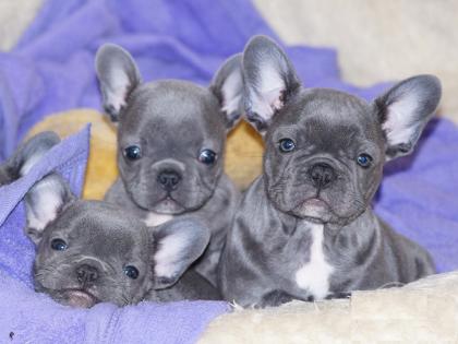 Französische Bulldogge Welpen mit Papieren aus deutscher Hobbyzucht