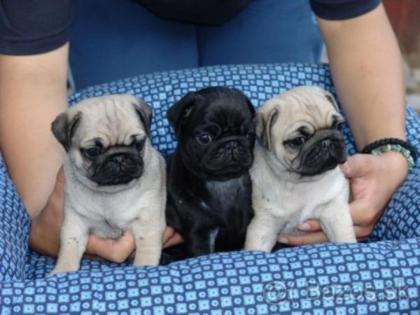 Perfekte Reinrassige Mops Welpen 10 Wochen Alt - vorp