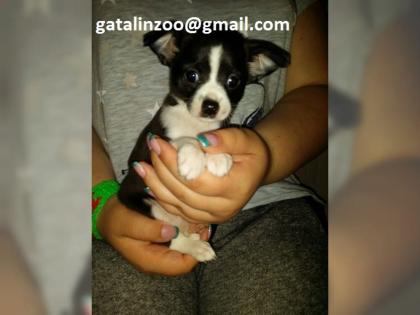 Chihuahuas mit Stammbaum suchen ein liebevolles Zuhause
