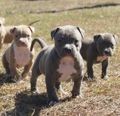 Pitbull Blueline welpen 12 Woche alt Reinrassig