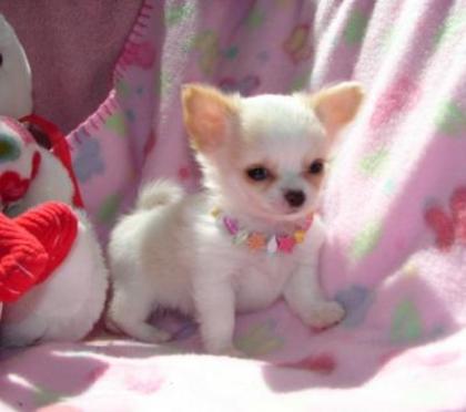 Chihuahua Welpen in Kurzhaar VDH/FCI