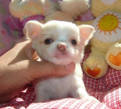 Chihuahua Welpen Geimpft Registriert. m