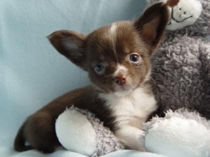 2 süße Chihuauha Welpen suchen noch ein Liebevolles zu Hause