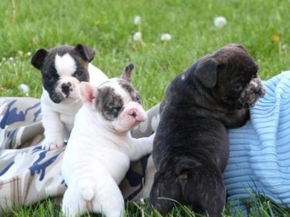 Blau Französische Bulldogge Welpen