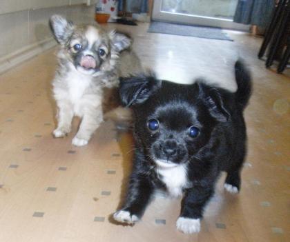Super Mini Chihuahua Welpen für 350Euros.