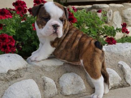 Englische Bulldogge