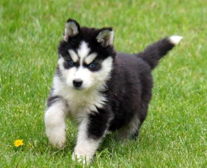 Reinrassige Siberian-Husky-Welpen aus FCI /VDH
