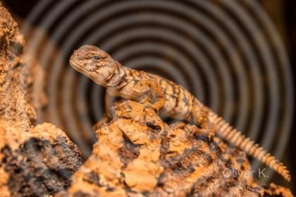 Uromastyx geyri DNZ 09/2017abzugeben