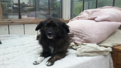 HUNDESITTER GASSIGEHER HUNDEBETREUUNG