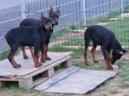Reinrassige Dobermann Welpen