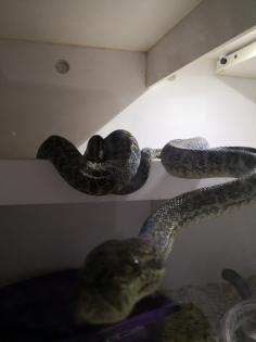 Verschiedene Teppichpython Morphen abzugeben