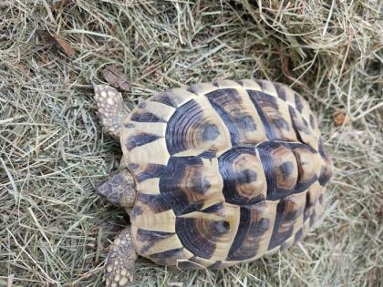 Verkaufe zwei Weibliche geb. 2022 griechische Landschildkröten.