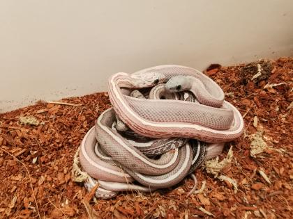 Kornnatter Nachzuchten aus Coral Snow Tessera Motley X Striped het. Sunkissed x C